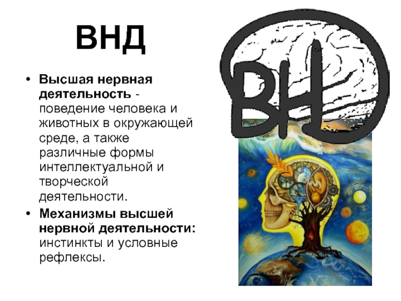 Высшая нервная деятельность рисунок