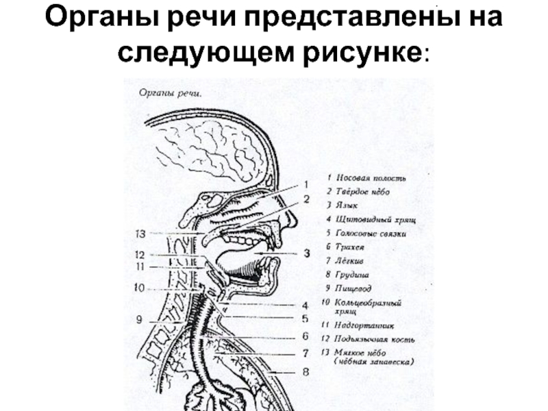 Органы речи картинка для детей