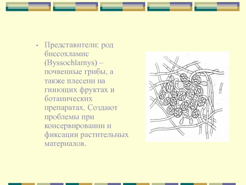 Представители родов. Плоскостной препарат это в ботанике. Определение целлюлозолитической активности грибов. Мэлс т., Райтвийр а. морфометрия и систематика грибов..