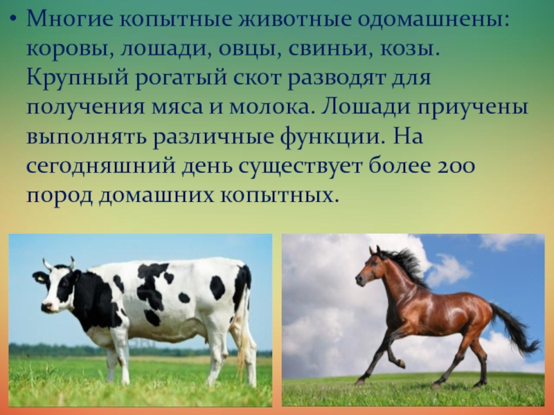 Животные 3 класс 21 век. Одомашненные копытные. Коза это крупный рогатый скот. Крупный рогатый скот овцы козы. Проект одомашненные животные коровы.