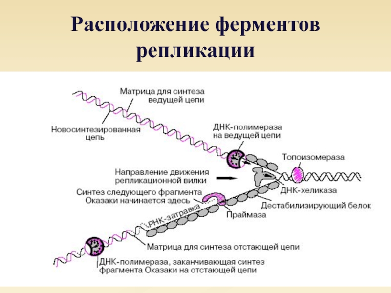 В синтезе белка участвуют ферменты. Ферменты участвующие в репликации ДНК. Ферменты участвующие в процессе репликации ДНК. Фермент участвующие при репликации ДНК. Ферменты репликации ДНК И их функции.