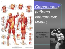 Строение и работа скелетных мышц