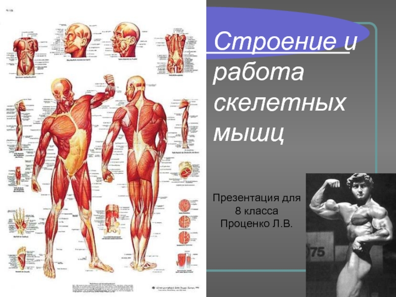 Презентация Строение и работа скелетных мышц