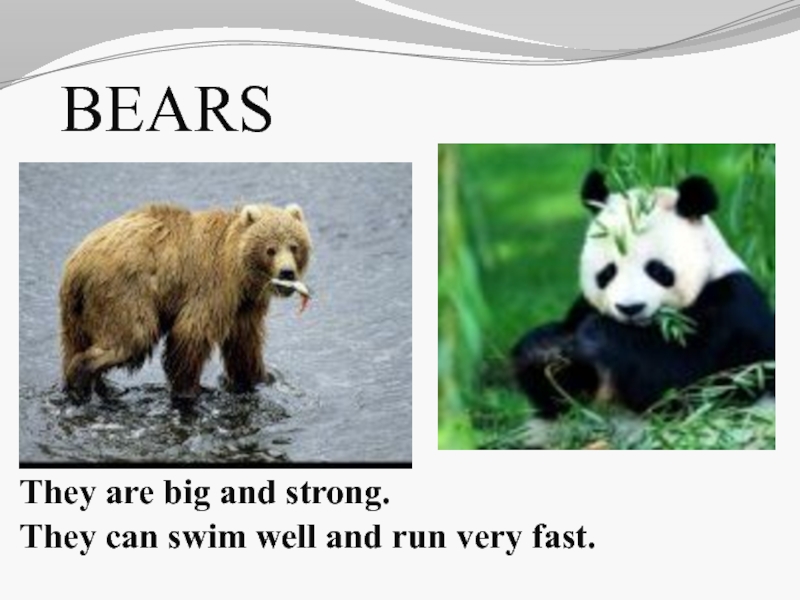 Wild bear перевод. They can Swim. I to Runs very fast.