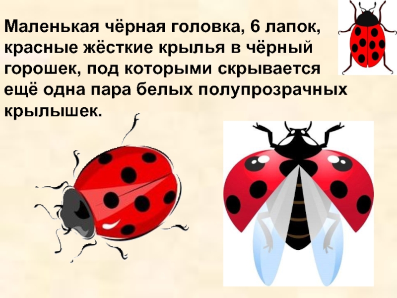 Какой тип развития характерен для божьей коровки пятиточечной изображенной на рисунке