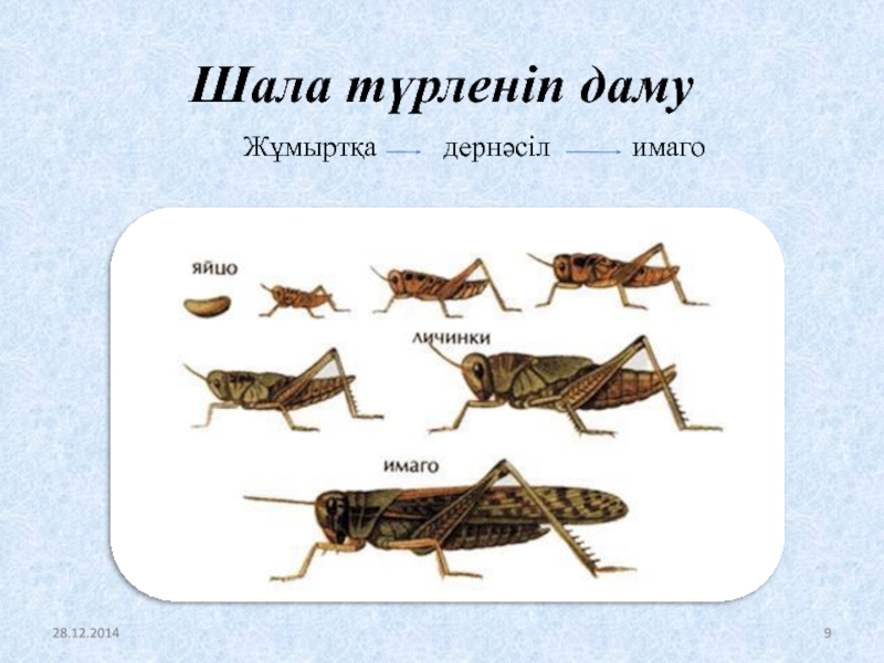 Ағзалардың жеке дамуы түсінігі 7 сынып презентация