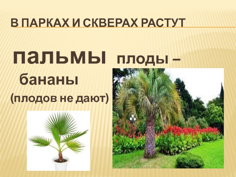 В какой природной зоне растет пальма. Где в России растут пальмы. Парки зоны субтропики. Плоды пальмы. Сообщение о Пальме в субтропиках.