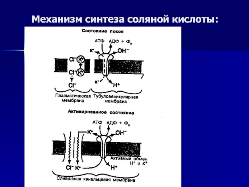 Соляно кислотная. Механизм образования соляной кислоты. Синтез соляной кислоты в желудке. Назначение соляно кислотная обработка механизм действия. Синтез соляной кислоты ферменты.