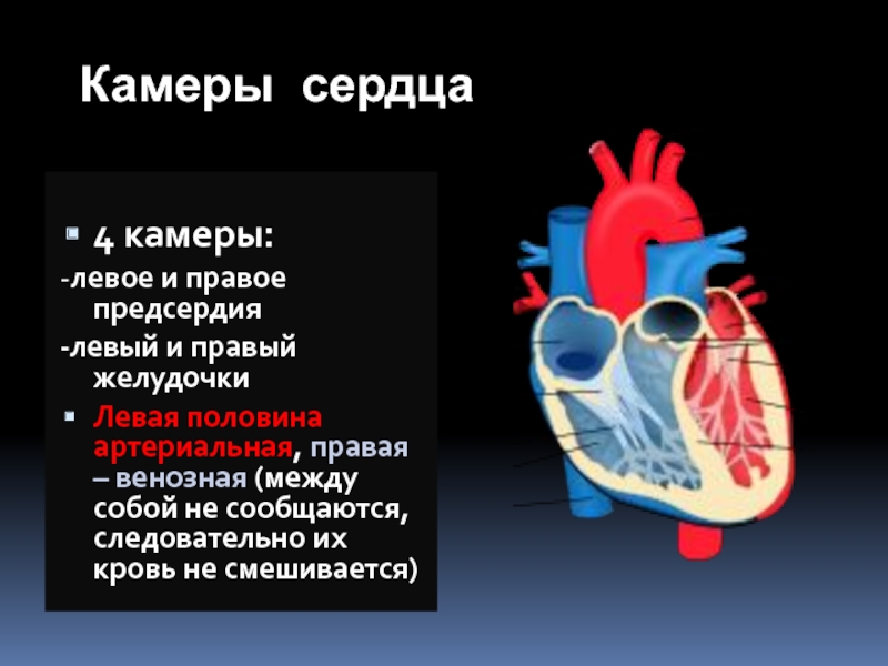 Между левым предсердием и левым желудочком. Сообщаются между собой камеры сердца. Камеры правой и левой половины сердца. Сообщается с правым предсердием. Левая и правая половина сердца.