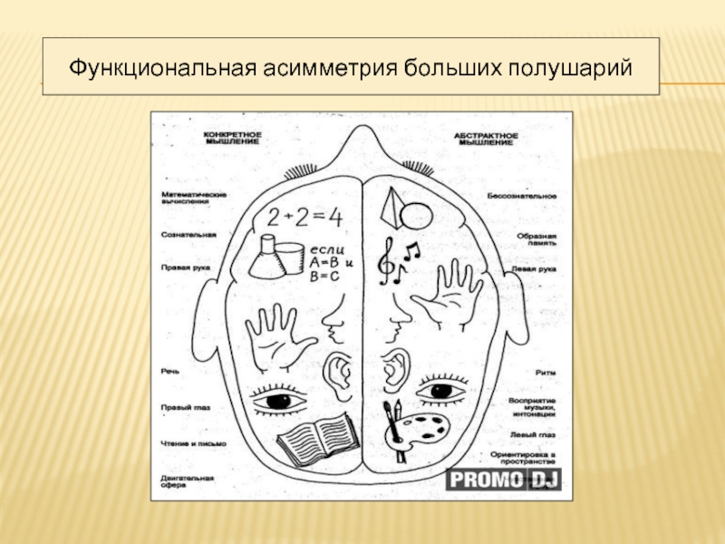 Функциональная асимметрия мозга картинки