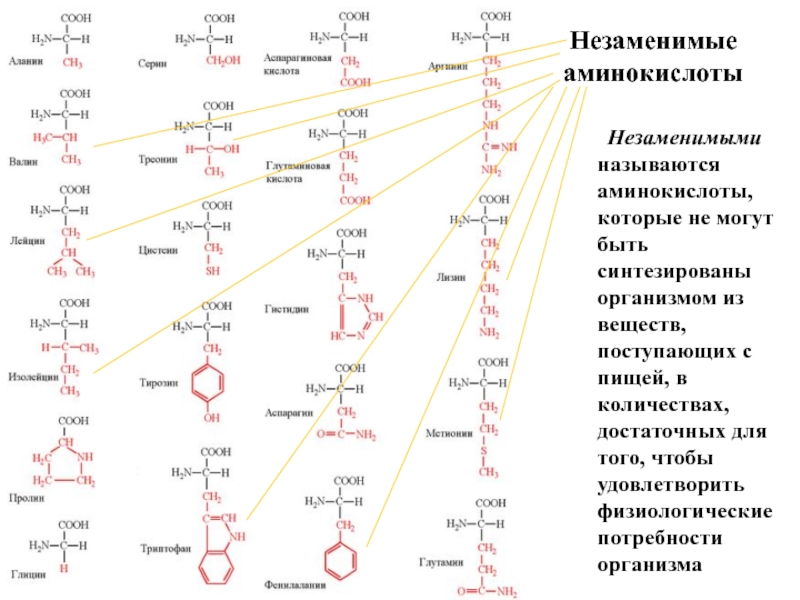 Строение аминокислоты схема