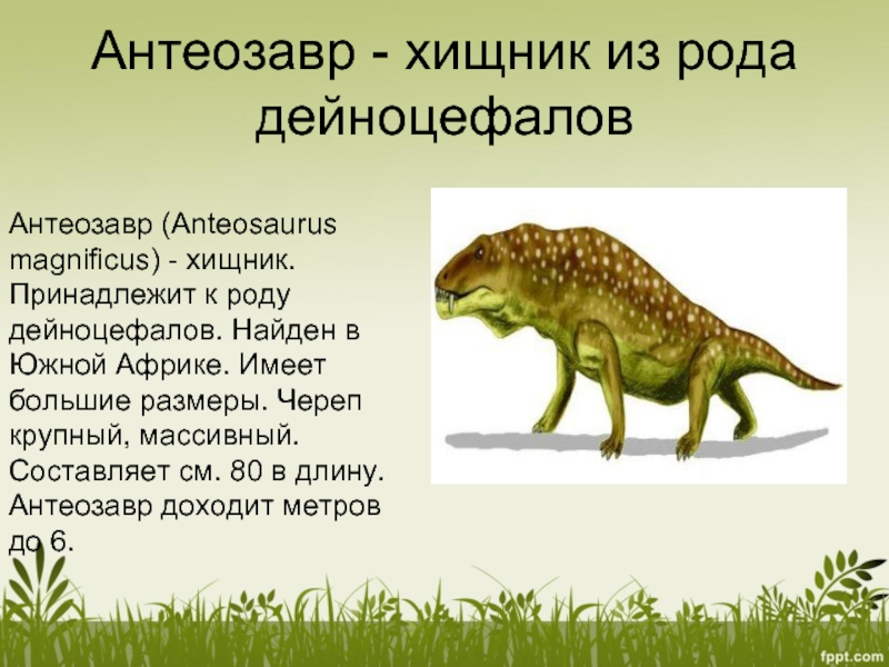 Антеозавр - хищник из рода дейноцефаловАнтеозавр (Anteosaurus magnificus) - хищник. Принадлежит к роду дейноцефалов. Найден в Южной
