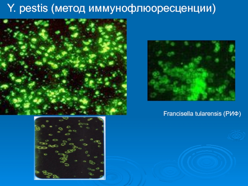 Риф презентация микробиология