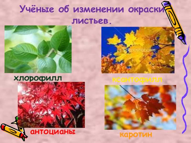 От чего изменяется окраска листьев. Пигменты листа. Изменение окраски листьев. Изменение окраски растений. Изменение окраски листьев очсентье.