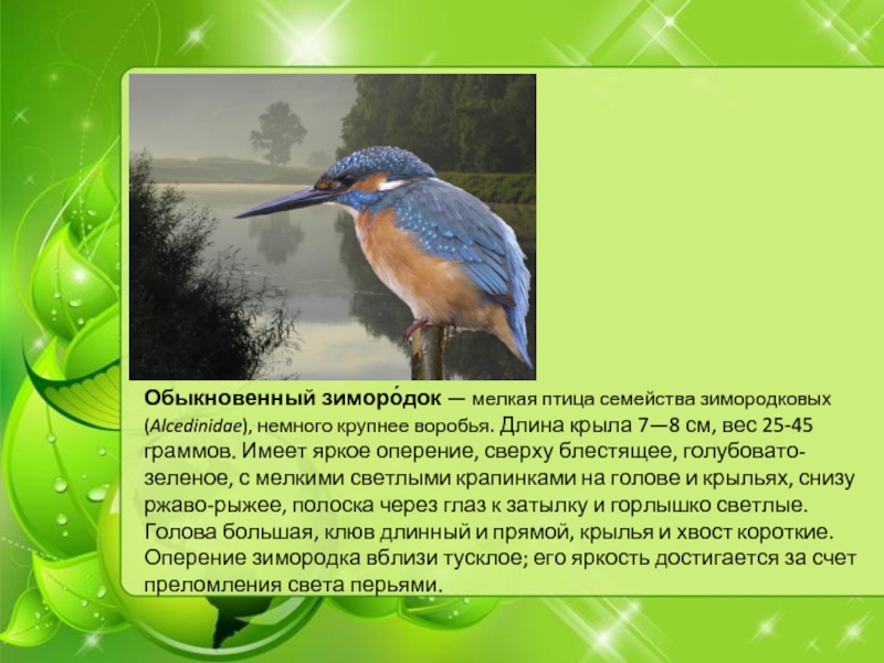 Птицы нижегородской области фото с названиями и описанием