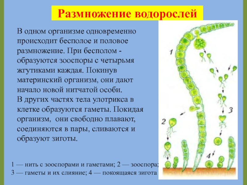 Как называется явление вызванное размножением водорослей. Размножение водорослей 7 класс биология. Бесполое размножение зеленых водорослей. Размножение многоклеточных водорослей. Бесполое размножение водорослей 7 класс биология.