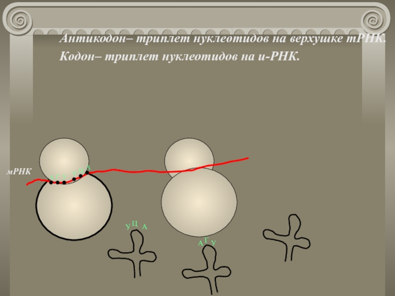 Антикодон– триплет нуклеотидов на верхушке тРНК.		Кодон– триплет нуклеотидов на и-РНК. мРНКАГУУЦАУЦААГУа/ка/ка/кУУГАЦУУГЦВодородные связи междукомплементарными нуклеотидами