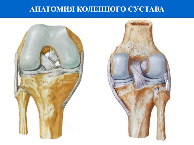 Рисунок коленного сустава