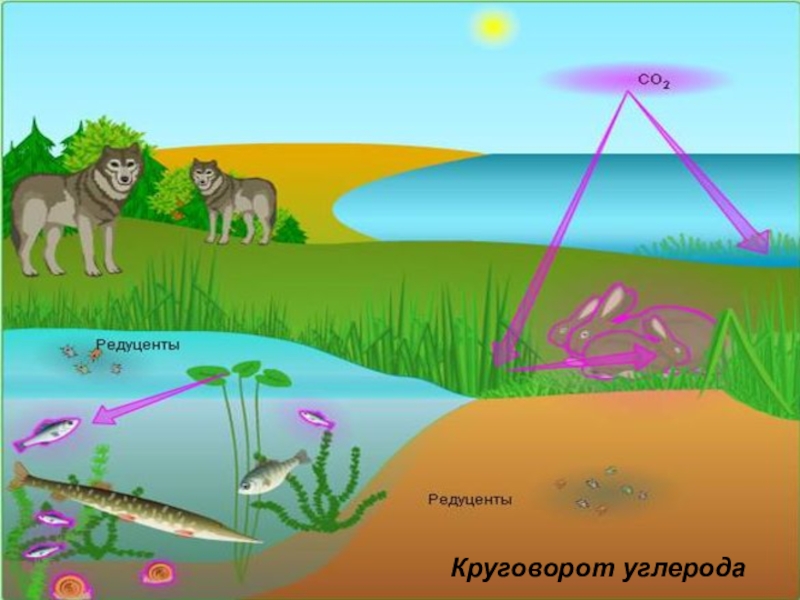 Круговорот жизни рисунок