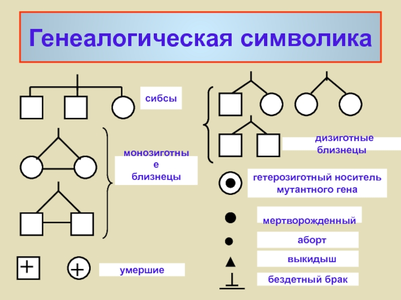 Гетерозиготный брак. Генеалогический метод символы. Символика родословной. Генетическую символику родословных. Носитель Гена родословная.