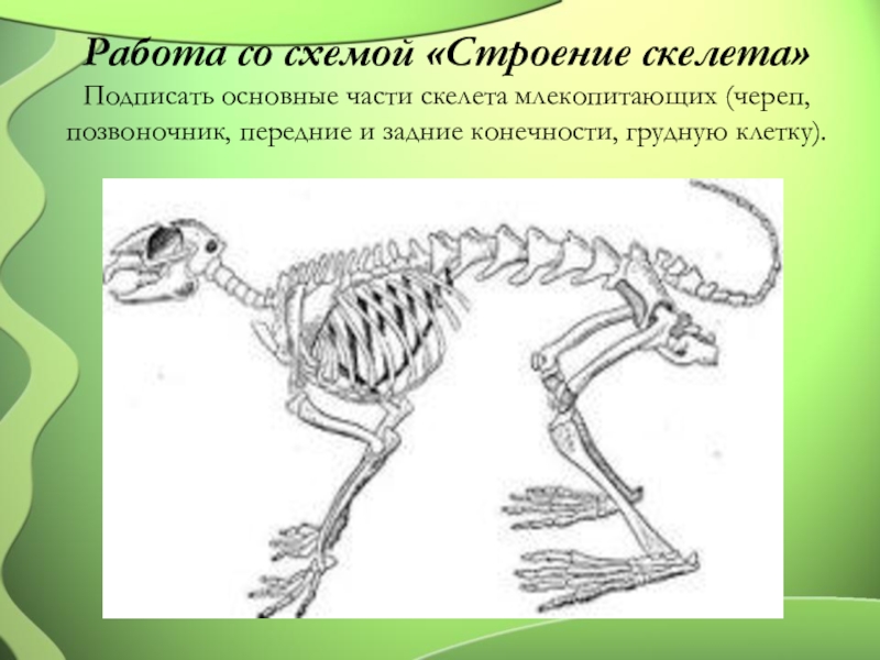 Скелет передних конечностей у млекопитающих. Скелет млекопитающих 7 класс. Части скелета задних конечностей млекопитающих. Строение скелета млекопитающих. Схема строения скелета млекопитающих.
