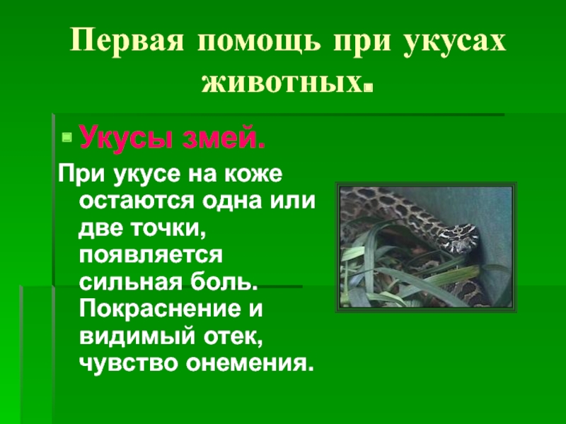 Укус змеи первая помощь