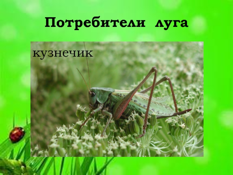 Экосистема луга презентация