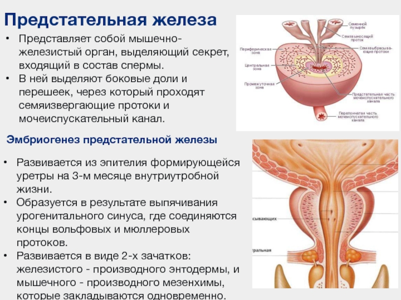 Простата это железа. Строение простаты. Простата анатомия. Строение предстательной железы. Доли предстательной железы.