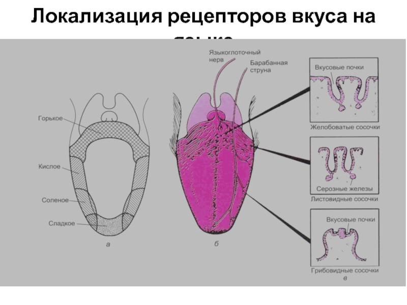 Рецепторы языка