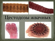 Цестодозы жвачных