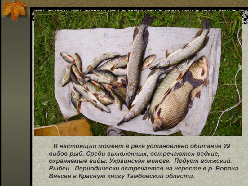 В настоящий момент в реке установлено обитание 29 видов рыб. Среди выявленных, встречаются