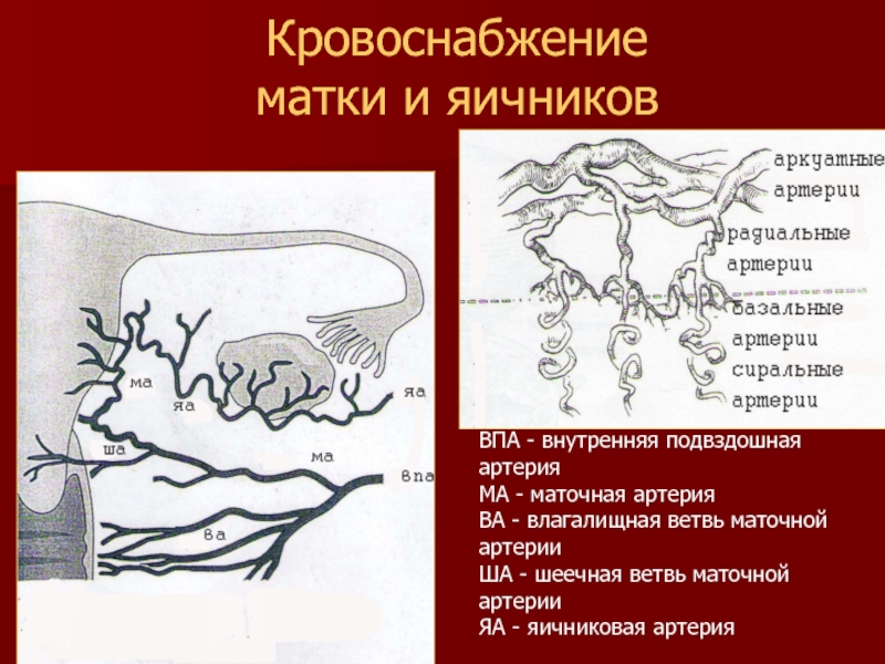 Матка с придатками рисунок