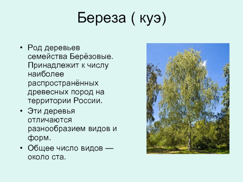 Береза ( куэ)Род деревьев семейства Берёзовые. Принадлежит к числу наиболее распространённых древесных пород на территории России.Эти деревья