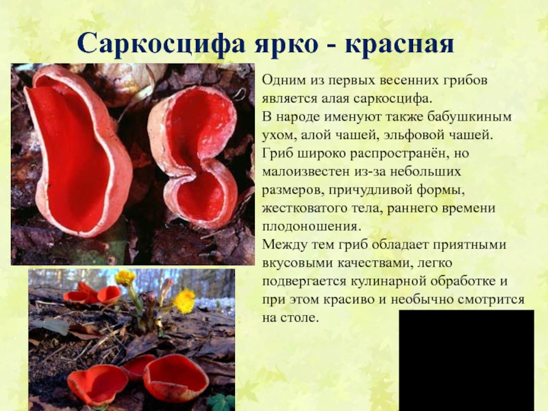 Саркосцифа гриб фото и описание