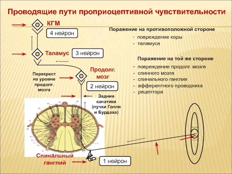 Проприоцептивная чувствительность презентация