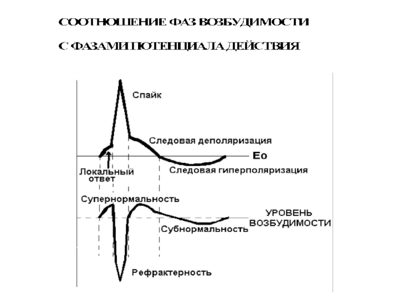 Законы действия постоянного тока на возбудимые ткани