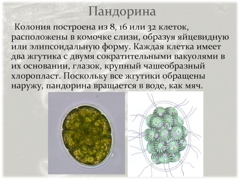 Пандорина	Колония построена из 8, 16 или 32 клеток, расположены в комочке слизи, образуя яйцевидную или элипсоидальную форму.