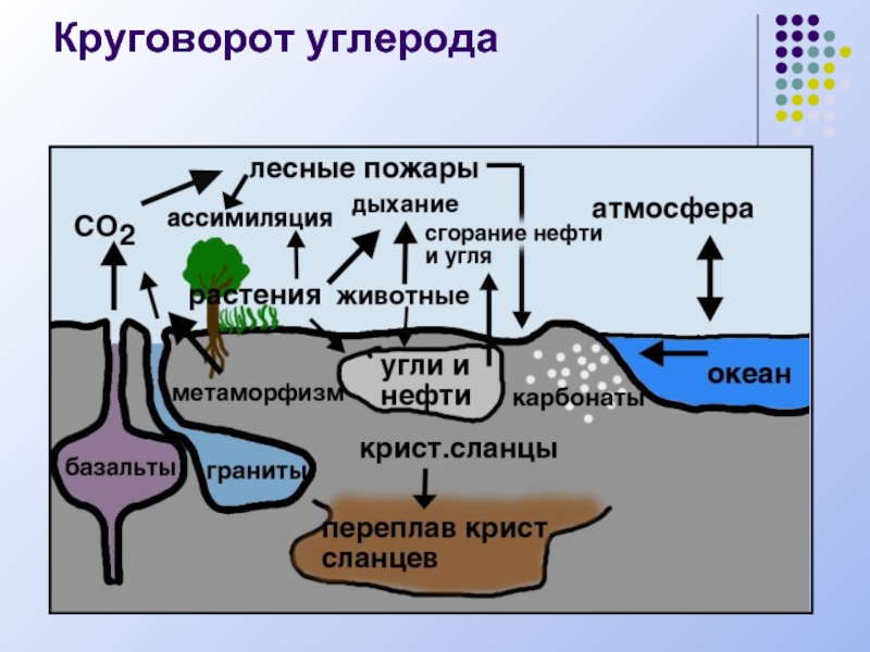 Составьте схему круговорота углерода в водной и наземной экосистемах