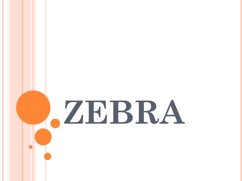 Презентация ZEBRA
