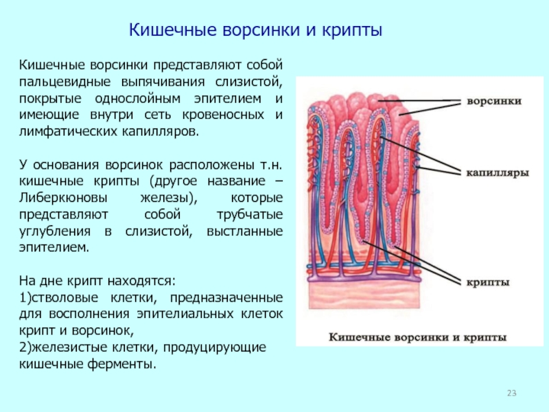 Кишечные ворсинки фото