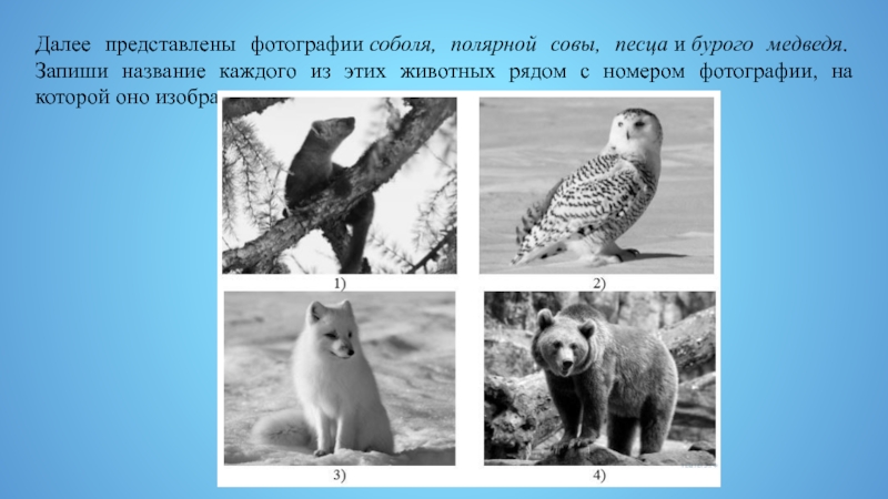 На следующей странице представлены фотографии соболя. Полярная Сова и песец. Соболь,Полярная Сова,песец,бурый медведь. Полярная Сова природная зона. На следующей странице представлены фотографии.