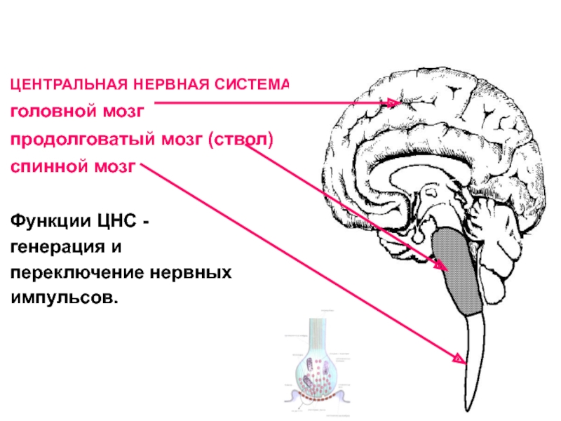 Правильная последовательность расположения отделов ствола головного мозга. Функции продолговатого мозга. Продолговатый мозг ЦНС. Ствол мозга. Функции ЦНС.