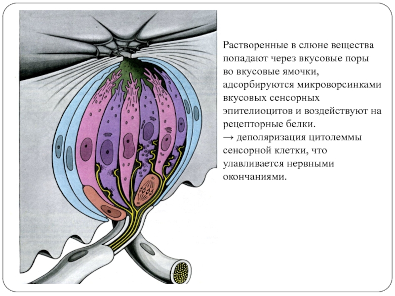 Что воспримут изображенные на рисунке рецепторные клетки. Рецепторные потенциалы вкусовых клеток. Вкусовые рецепторные клетки это. Рецепторные эпителиоциты. Рисунок рецепторных клеток.