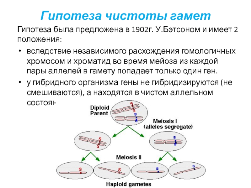 Расхождение гомологичных хромосом. Независимое расхождение хромосом в мейозе. Независимое расхождение гомологичных хромосом. Независимое расхождение гомологичных хромосом при мейозе.