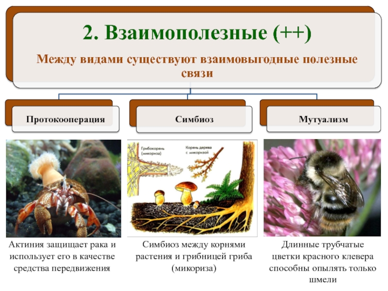 Определите и опишите типы взаимоотношений между организмами представленными на рисунках