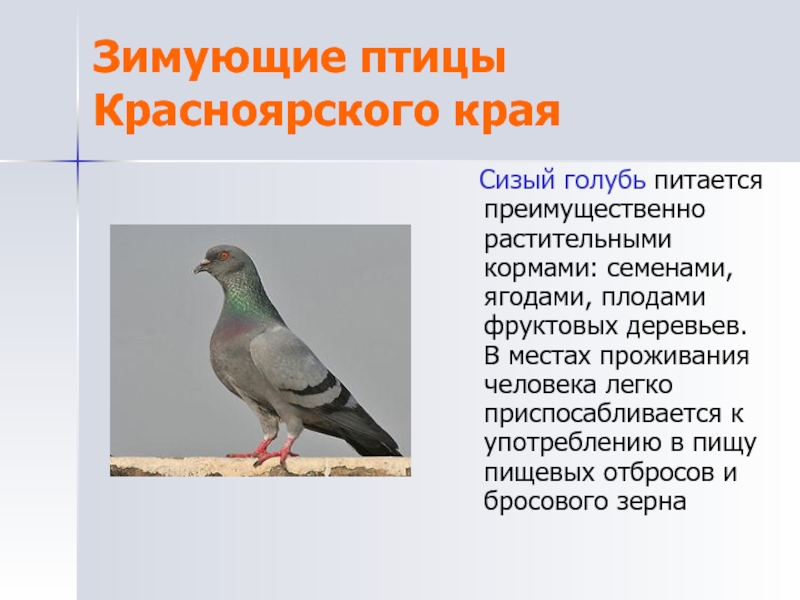 Зимующие птицы Красноярского края  Сизый голубь питается преимущественно растительными кормами: семенами, ягодами, плодами фруктовых деревьев. В