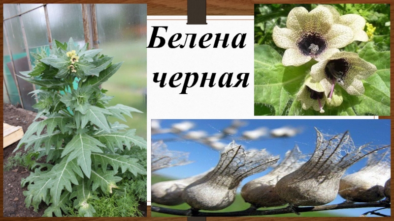 Белена черная диаграмма