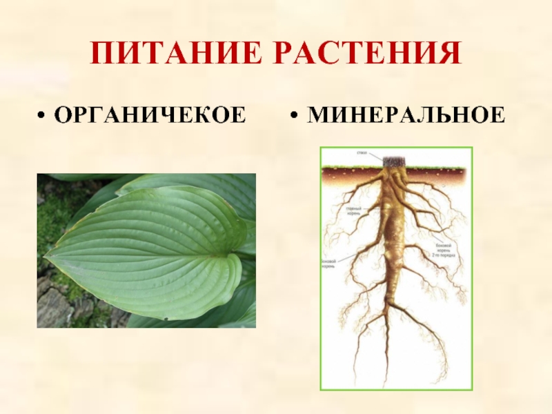 Тип питания паразитов. Растения паразиты питаются. Питание паразитических растений. Как питаются растения паразиты 6 класс.