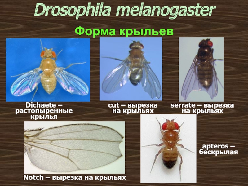 Дрозофила черное тело. Вырезка на крыле дрозофилы. Бескрылая форма дрозофилы. Муха дрозофила бескрылая форма. Мутации дрозофилы вырезка на крыле.