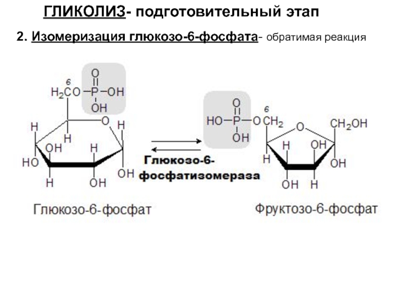 Аэробное фосфорилирование глюкозы. Гликолиз глюкозо 6 фосфата. Изомеризация глюкозо-6-фосфата. Реакция изомеризации для глюкозо-6-фосфата. Фосфорилирование глюкозо 6 фосфата.